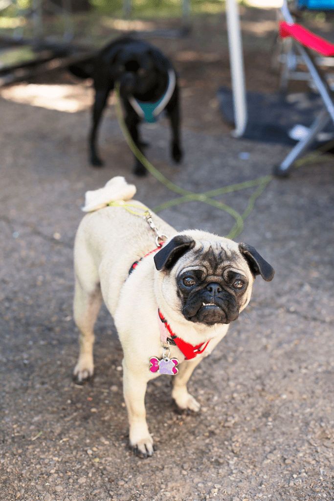 Beautiful Things Blog Campout 2014