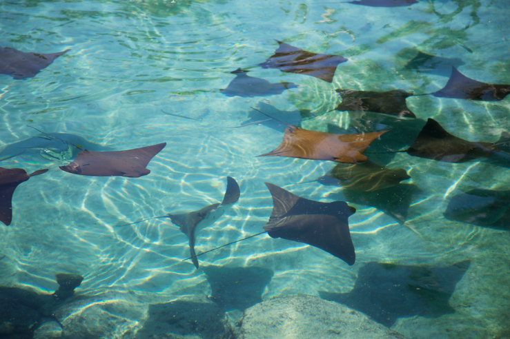 Bahamas_Blog_057